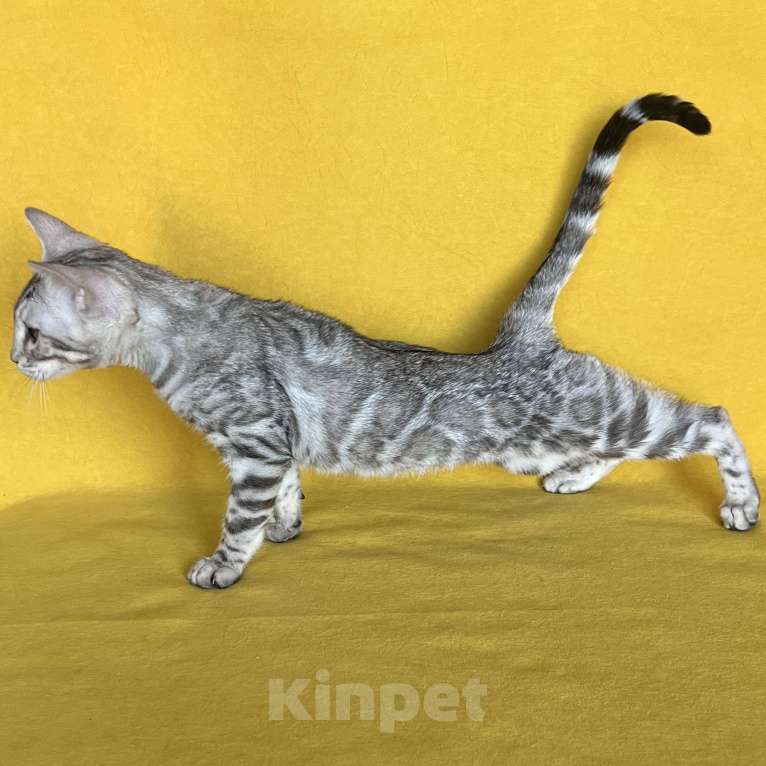 Кошки в Москве: Бенгальские серебряные котята  Девочка, Бесплатно - фото 7