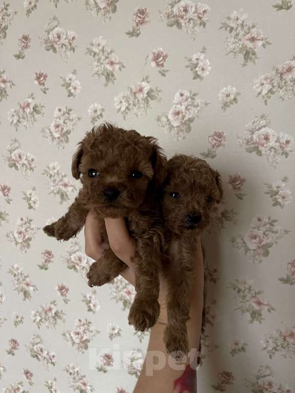 Собаки в Ижевске: Тедди мальчик  Мальчик, 85 000 руб. - фото 2