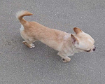 Собаки в Москве: Чихуахуа кремовый мальчик Мальчик, 45 000 руб. - фото 3