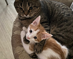 Кошки в Нижневартовске: Кот в добрые руки Мальчик, Бесплатно - фото 3