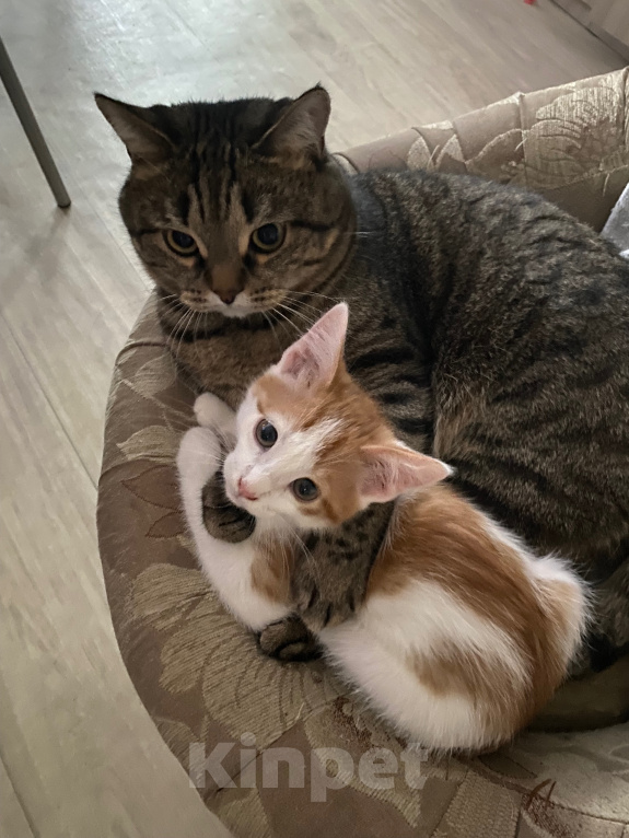 Кошки в Нижневартовске: Кот в добрые руки Мальчик, Бесплатно - фото 3
