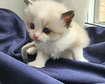 Кошки в Казани: Рэгдолл котенок Разнополые, 59 000 руб. - фото 2
