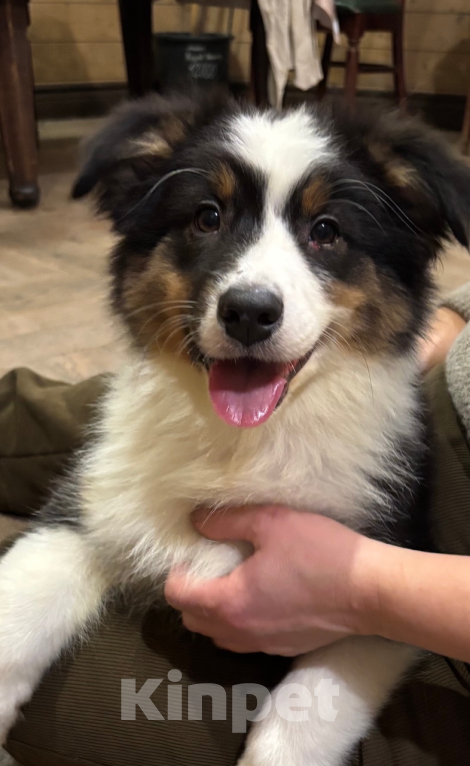 Собаки в Санкт-Петербурге: Австралийская овчарка щенок Девочка, 50 000 руб. - фото 2