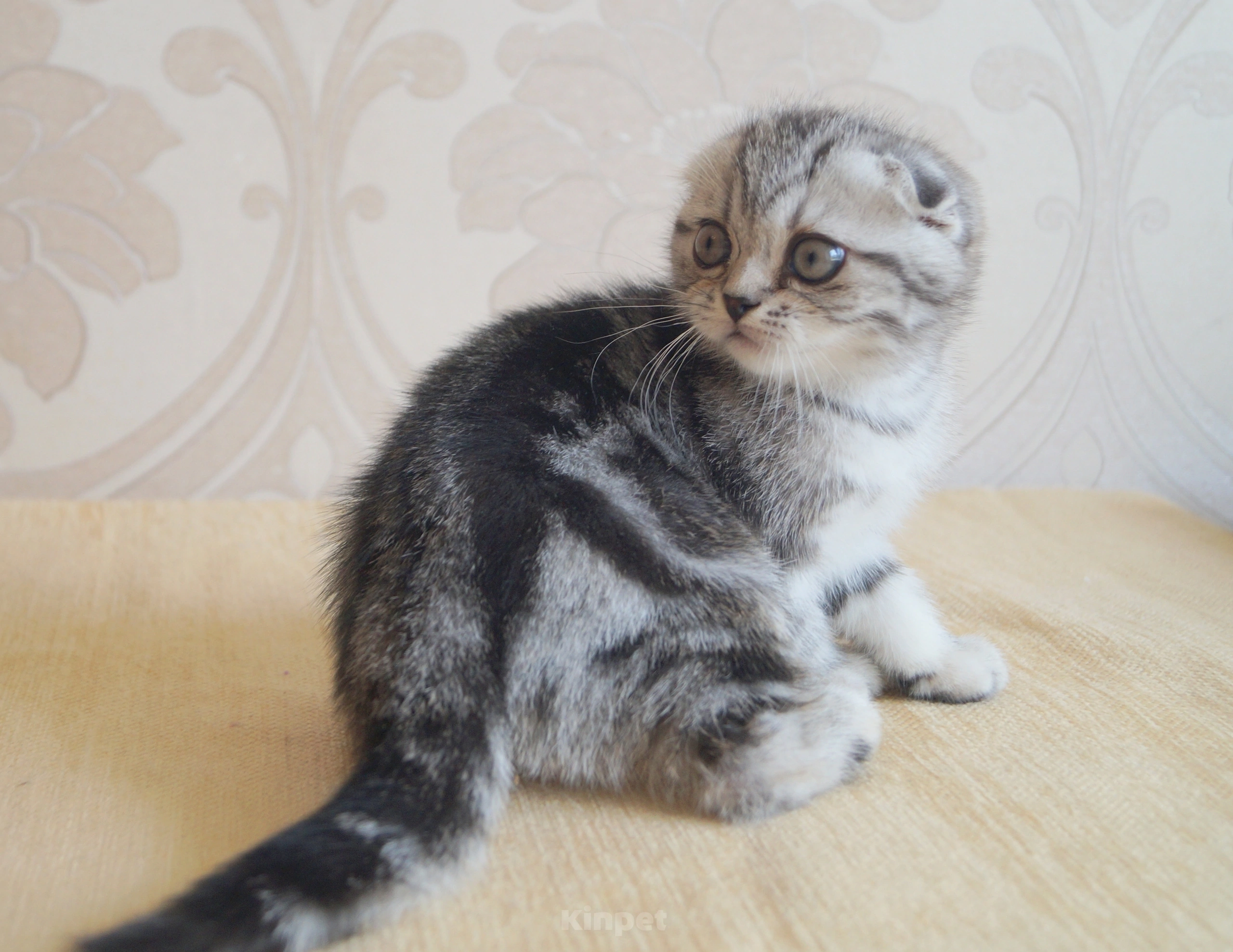 Кошки в Казани: Котик скоттиш фолд  Мальчик, 10 000 руб. - фото 1