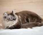 Кошки в Сочи: Чистокровный американский керл, 16 000 руб. - фото 2