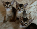 Кошки в Тамбове: Абиссинские котята Мальчик, 15 руб. - фото 7