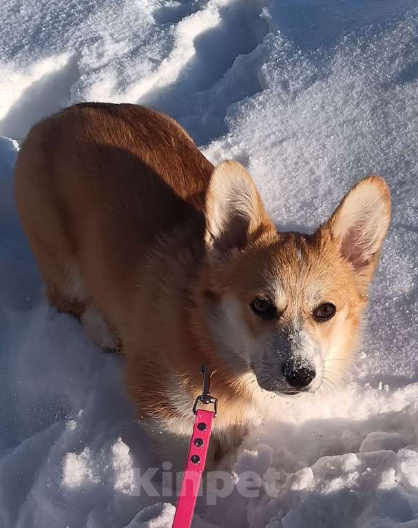 Собаки в Маркс: Продам щенка пемброк Девочка, 35 000 руб. - фото 2