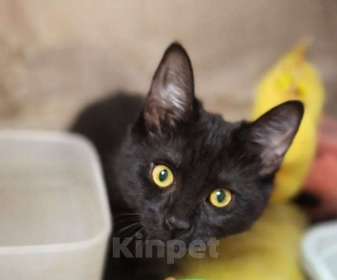 Кошки в Москве: Котёнок девочка в добрые руки Девочка, Бесплатно - фото 4