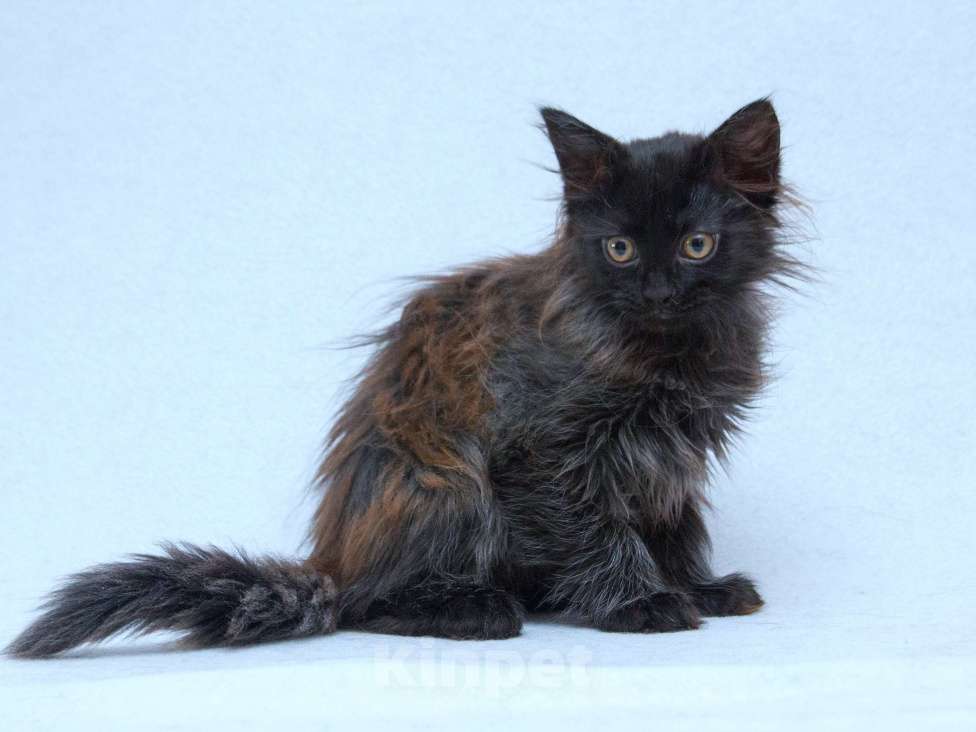 Кошки в Москве: Три пушистых котёнка в добрые руки Девочка, Бесплатно - фото 5