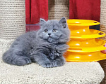 Кошки в Санкт-Петербурге: Британский  котик Лео Мальчик, 15 000 руб. - фото 2