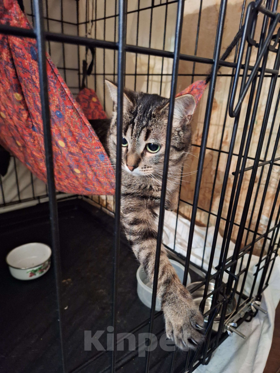 Собаки в Москве: Ласковая, игривая кошка Пикси ищет дом Девочка, Бесплатно - фото 2