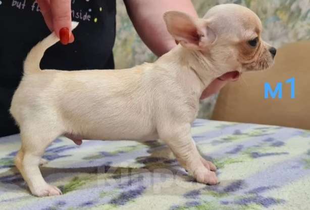 Собаки в Липецке: Щенки чихуахуа Разнополые, 30 000 руб. - фото 7