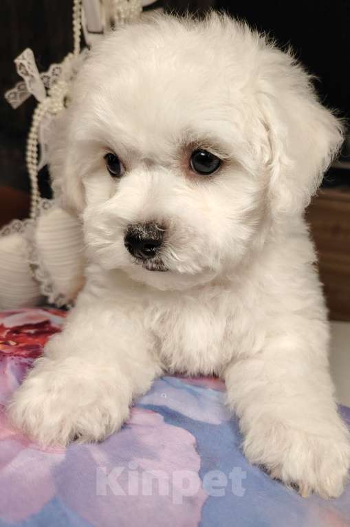 Собаки в Сыктывкаре: Щенок Бишон Фризе, мальчик. Рождён 12.09 24 Документы РКФ Брид класс  Готов к передаче Мальчик, 35 000 руб. - фото 5