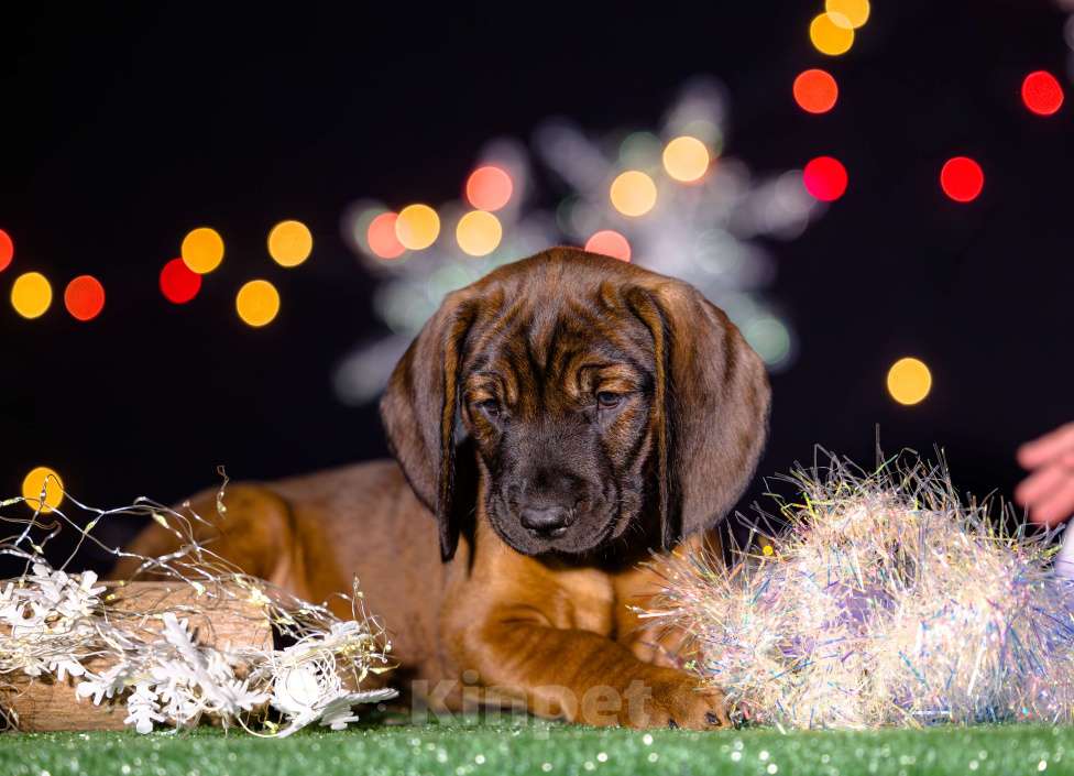 Собаки в Нижнем Новгороде: Кобель, 1.5 месяца Мальчик, 100 000 руб. - фото 2