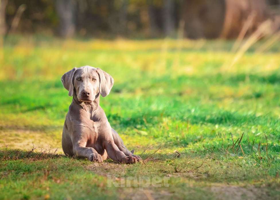 Собаки в Москве: Щенок победитель РКФ Мальчик, 130 000 руб. - фото 2