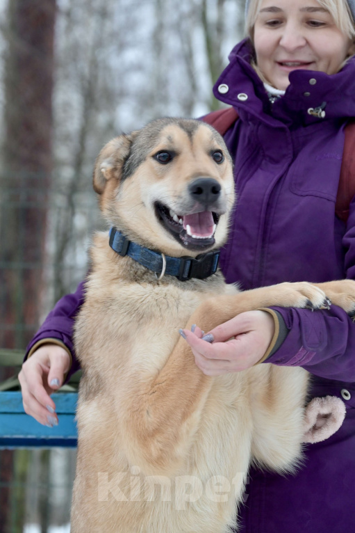 Собаки в Красногорске: Метис лайки Джек, 1,5 года очень ждет хозяина  Мальчик, Бесплатно - фото 5