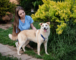 Собаки в Волоколамске: Асенька, собака-компаньон в добрые руки Девочка, Бесплатно - фото 3