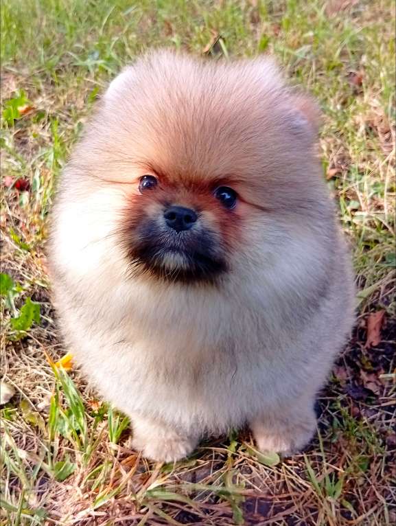 Собаки в Воронеже: Шпиц мишка Мальчик, 50 000 руб. - фото 2