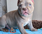 Собаки в Москве: Американский булли мальчик Покет/Микро Мальчик, 100 000 руб. - фото 5