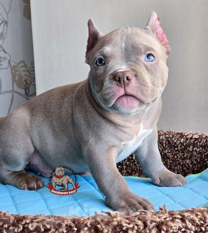 Собаки в Москве: Американский булли мальчик Покет/Микро Мальчик, 100 000 руб. - фото 5