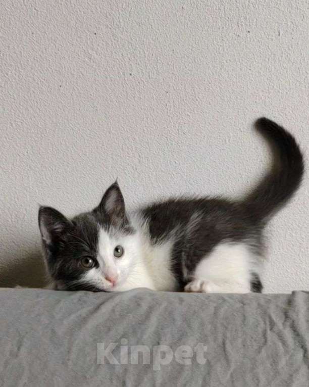 Кошки в Москве: Котенок Кеша в добрые руки  Мальчик, Бесплатно - фото 2