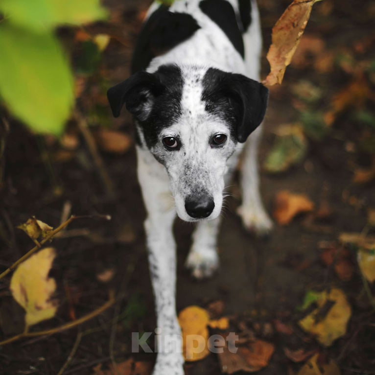 Собаки в Москве: Мия Девочка, Бесплатно - фото 4