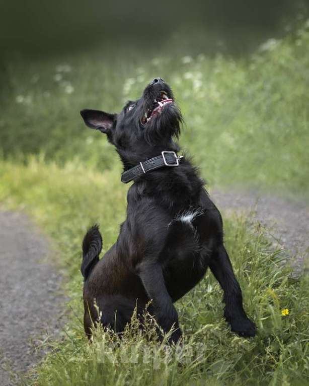 Собаки в Москве: Элвис — красавчик бородатик, коротколапик в поисках дома и семьи! Мальчик, Бесплатно - фото 3