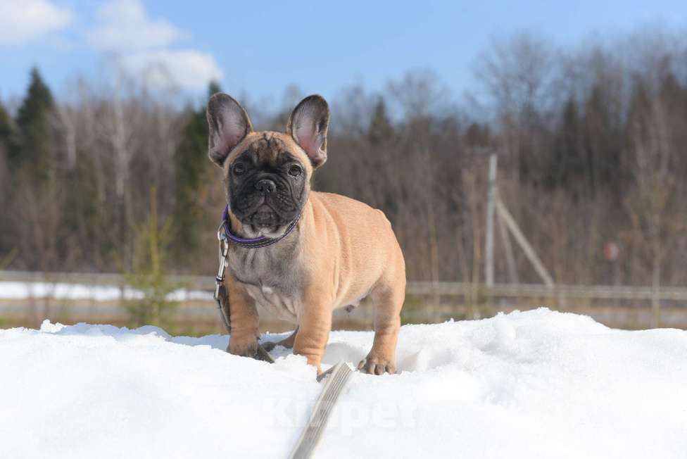 Собаки в Москве: Тимоти Мальчик, 65 000 руб. - фото 8