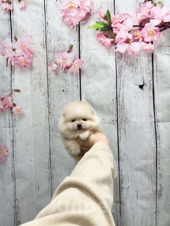 Собаки в Москве: Мальчик крем Мальчик, 30 000 руб. - фото 1