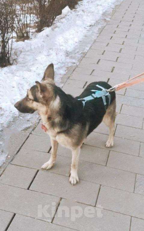 Собаки в Москве: Рокси очень нужен дом Девочка, Бесплатно - фото 8