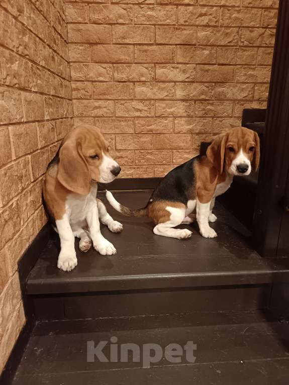 Собаки в Санкт-Петербурге: Щенки породы Бигль (документы РКФ) Мальчик, 50 000 руб. - фото 4