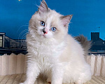 Кошки в Санкт-Петербурге: Котенок рэгдолл Девочка, 55 000 руб. - фото 1
