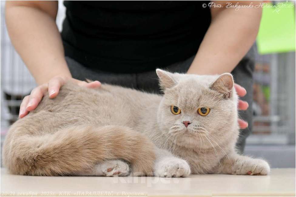 Кошки в Воронеже: Лиловая британская девочка  Девочка, 60 000 руб. - фото 2