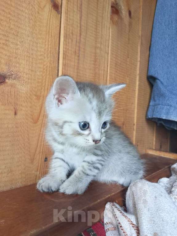 Кошки в Москве: Продам котенка порода курильский бобтейл  Мальчик, 4 000 руб. - фото 3