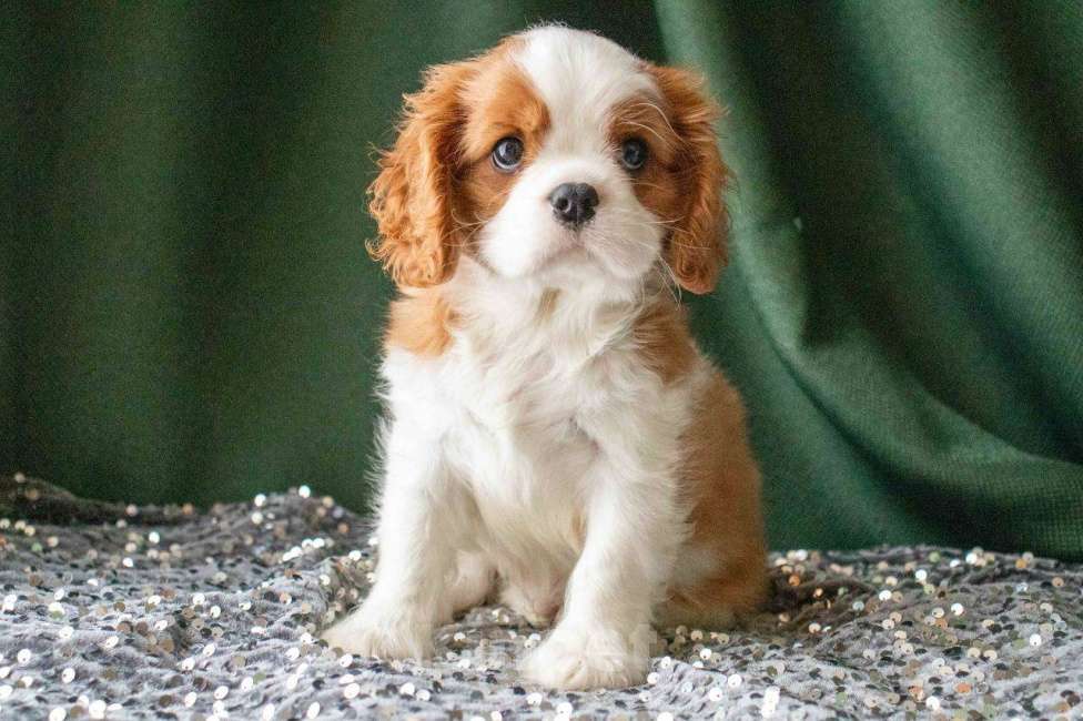 Собаки в Королеве: Продаю щенка ККЧС кобель Мальчик, 70 000 руб. - фото 2