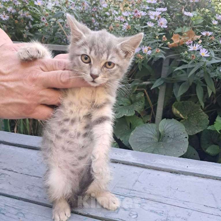 Кошки в Москве: Серебристый котенок Сильвер 2 месяца ждет семью Мальчик, Бесплатно - фото 4