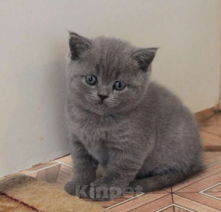 Кошки в Красноярске: Голубой британец  Мальчик, 5 000 руб. - фото 3