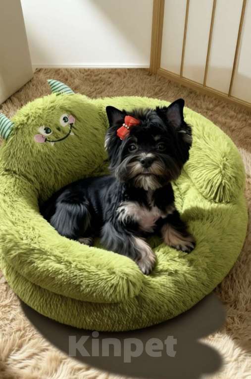 Собаки в Москве: Подрощенный щенок йорка девочка стандарт Девочка, 90 000 руб. - фото 3