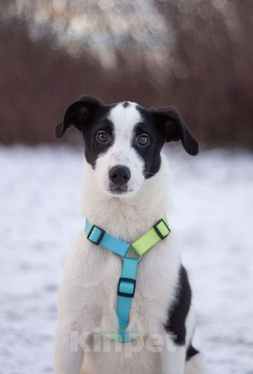 Собаки в Москве: Всегда позитивный Джонас в поисках заботливой семьи Мальчик, Бесплатно - фото 3