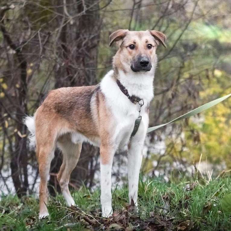 Собаки в Москве: Срочно ищет семью молодой пес Ричард Мальчик, 1 руб. - фото 6