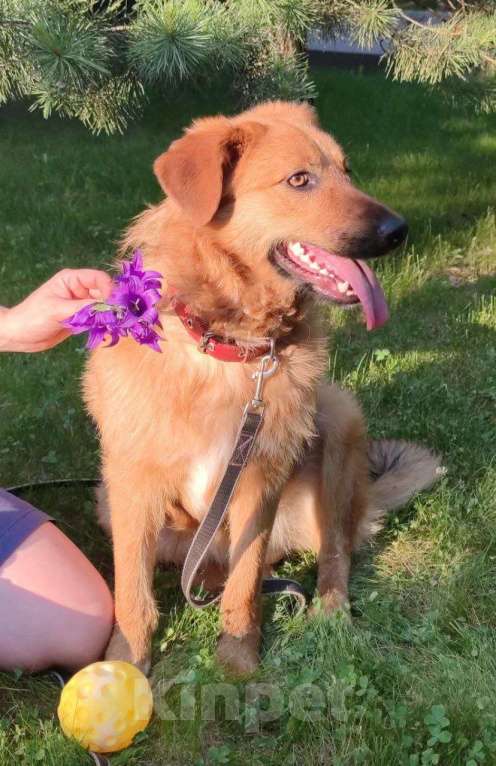 Собаки в Москве: Изюминка Девочка, Бесплатно - фото 5