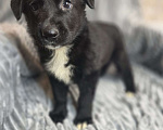 Собаки в Москве: Щенки от мамы-овчарки в дар Мальчик, 1 руб. - фото 3