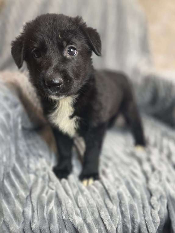 Собаки в Москве: Щенки от мамы-овчарки в дар Мальчик, 1 руб. - фото 3