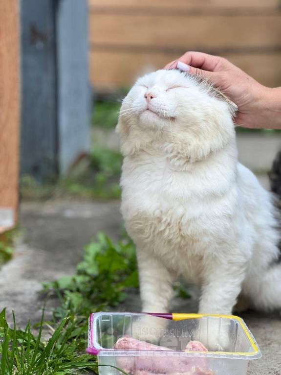 Кошки в Можайске: Марс кот настоящий. Такой же завораживающий, как планета, чьим именем он назван. Приносит удачу! Мальчик, Бесплатно - фото 7
