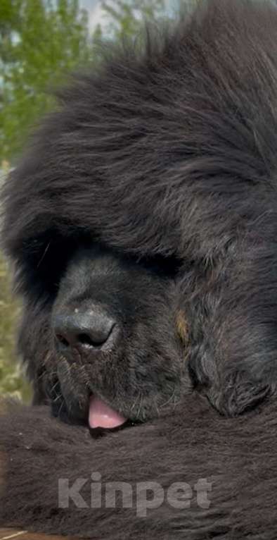 Собаки в Москве: Щенок Тибетского мастифа  Мальчик, 130 000 руб. - фото 5