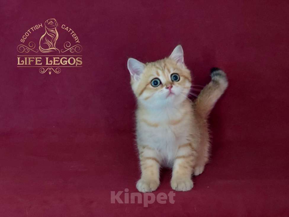 Кошки в Москве: Шотландский котёнок золотая шиншилла Мальчик, Бесплатно - фото 2