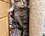 Кошки в Москве: Шикарный тигренок Шейн молодой котик в добрые руки Мальчик, Бесплатно - фото 2