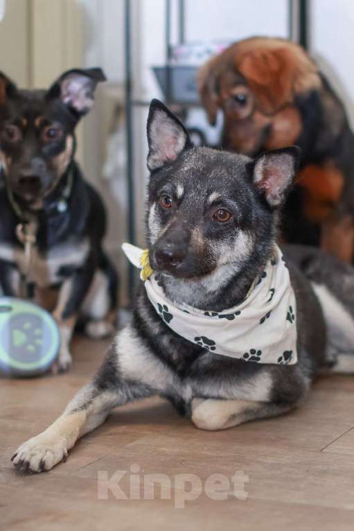 Собаки в Москве: Маленький волчонок Боб Мальчик, Бесплатно - фото 3