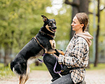 Собаки в Москве: Собака в добрые руки. Собака ищет дом. Девочка, Бесплатно - фото 8