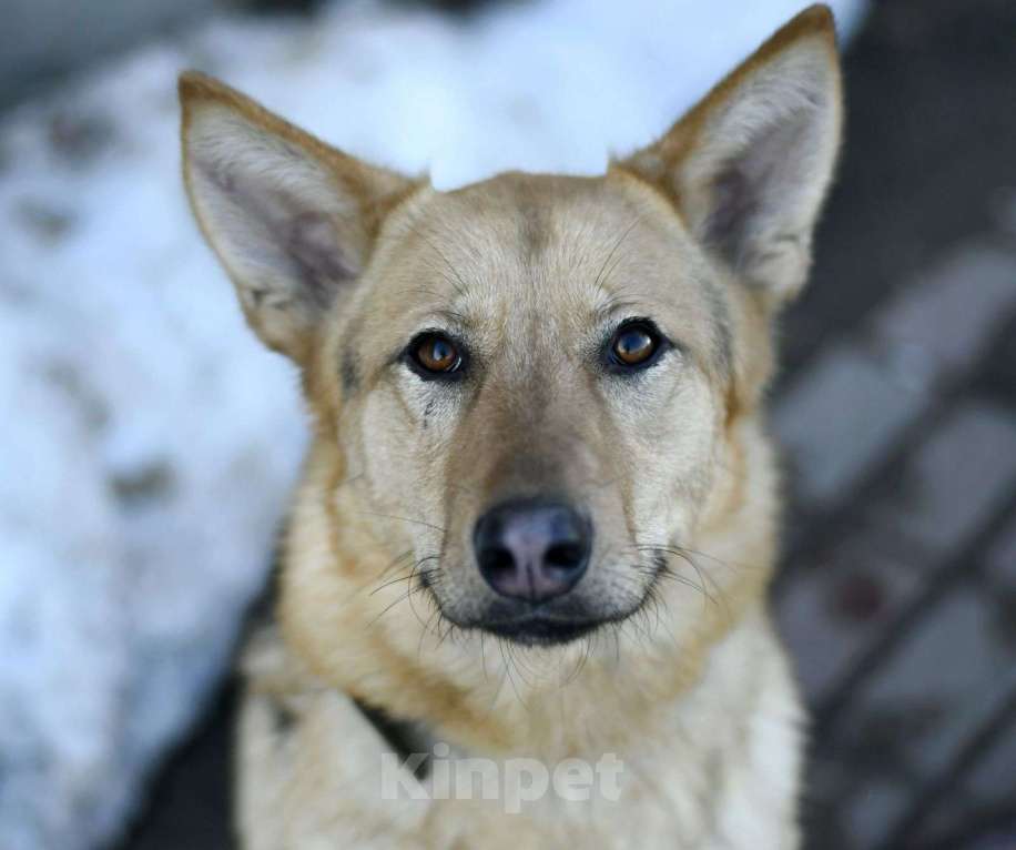 Собаки в Москве: Ода в добрые руки Девочка, Бесплатно - фото 1